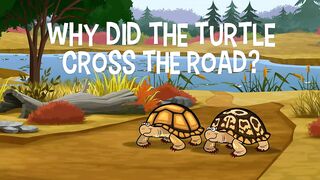 Дикий кот S3E06 Зачем черепаха перешла дорогу