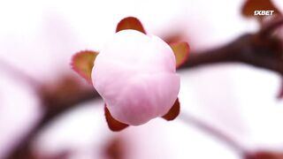 [AniMaunt] Garouden%3A The Way of the Lone Wolf - 04