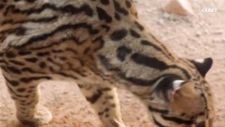 [AniMaunt] Wild Kratts season 6 - 02