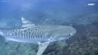 [AniMaunt] Wild Kratts season 6 - 06