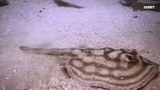 [AniMaunt] Wild Kratts season 6 - 08