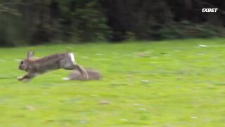 [AniMaunt] Wild Kratts season 6 - 09