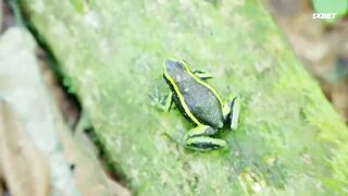 [AniMaunt] Wild Kratts season 6 - 10