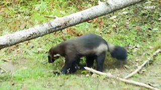 [AniMaunt] Wild Kratts season 6 - 12