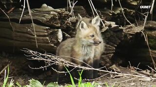 [AniMaunt] Wild Kratts 7 - 01