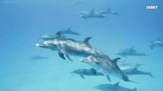 [AniMaunt] Wild Kratts 7 - 05 part 1