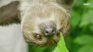 [AniMaunt] Wild Kratts 7 - 06